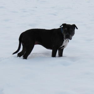 Lilou Im Schnee