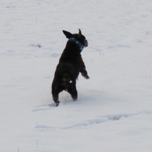 Lilou Im Schnee