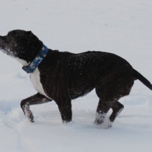 Lilou Im Schnee