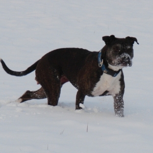 Lilou Im Schnee