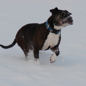 Lilou Im Schnee