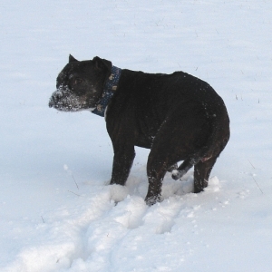 Lilou Im Schnee