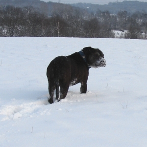 Lilou Im Schnee