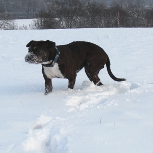 Lilou Im Schnee