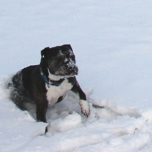 Lilou Im Schnee