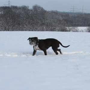 Lilou Im Schnee