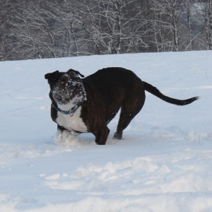 Lilou Im Schnee