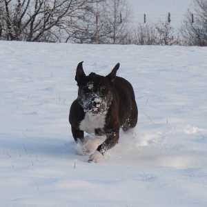 Lilou Im Schnee