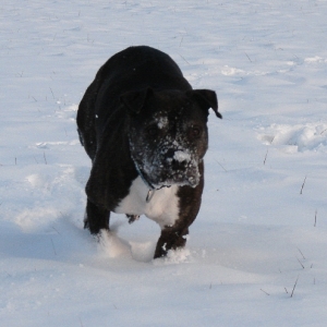 Lilou Im Schnee