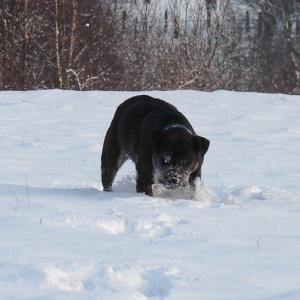 Lilou Im Schnee