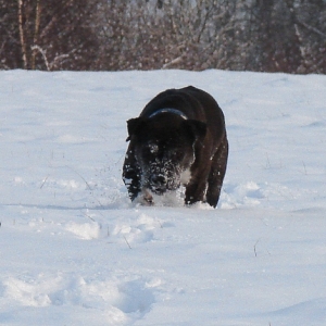 Lilou Im Schnee