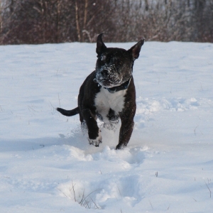 Lilou Im Schnee