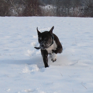 Lilou Im Schnee