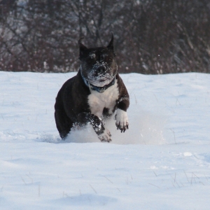 Lilou Im Schnee