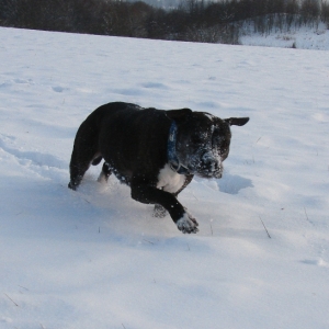 Lilou Im Schnee