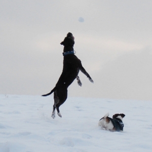 Lilou Im Schnee