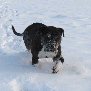 Lilou Im Schnee