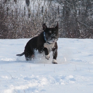 Lilou Im Schnee