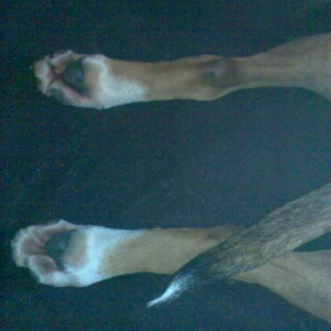 Lucys Füße:-)