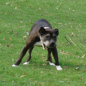 Lilou Begrüßt Den Frühling Mit Wälzen...