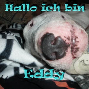 Dr.eddy Stellt Sich Vor