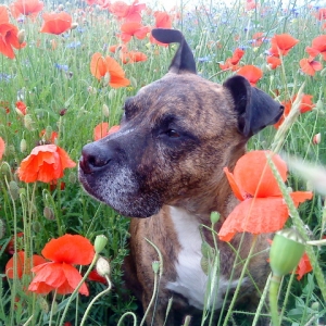 Bienchen Mohn