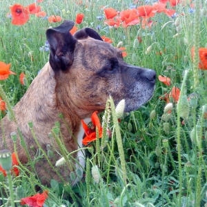 Bienchen Mohn