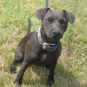 Leyla - Patterdale Terrier