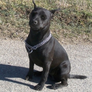Leyla - Patterdale Terrier