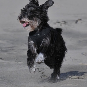 Phoebe On The Beach