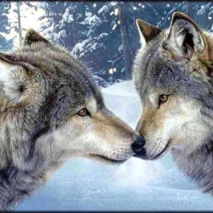 Liebende Wölfe