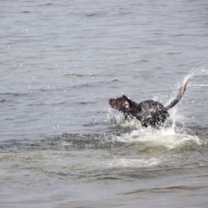 Hundeausbildung - Wasser