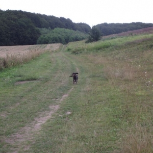 Hundeausbildung - Schleppe