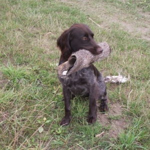 Hundeausbildung - Schleppe