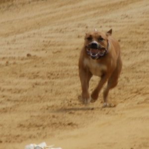 Hunderennen