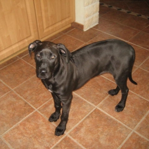 Ridgeback Doggen Mix