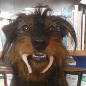 Kleiner Hund Mit Zahnersatz