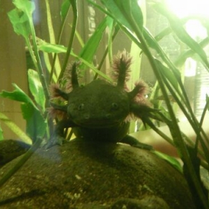 Axolotl