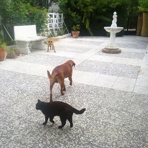 Wautzis und Katze im Vorgarten