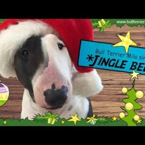 Bull Terrier Mila singt "Jingle Bells"
