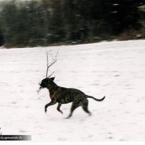 Amy im Schnee!