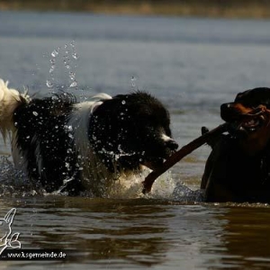 Wer ist stärker, Rotti oder Landseer?