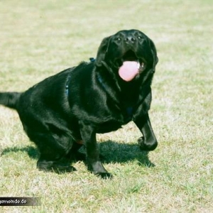 Kalle - unser schwarzes Monster