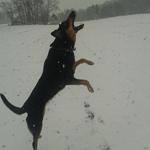 Springteufel im Schnee