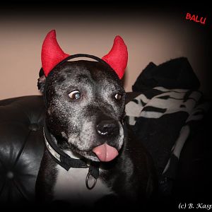 Lulu Devil