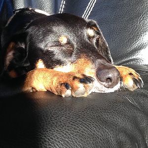 Auf der Couch liegend die Sonne genießen - bequemer schlafen geht nicht