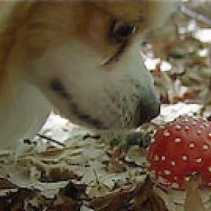 Hund Und Pilz (2)