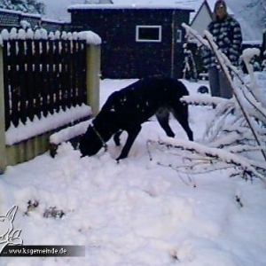 Stasky im verschneiten Garten