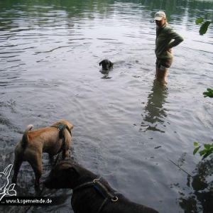 Puschel und unsere vier Doggies im Wasser