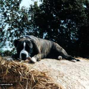 Amy auf dem Strohballen